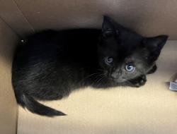 Shelter Stray Female Cat last seen Amboy Road, STATEN ISLAND, NY, 10312, Staten Island, NY 10309