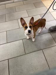 Shelter Stray Male Dog last seen Maize Ct, VIRGINIA BEACH, VA, 23464, Virginia Beach, VA 23451