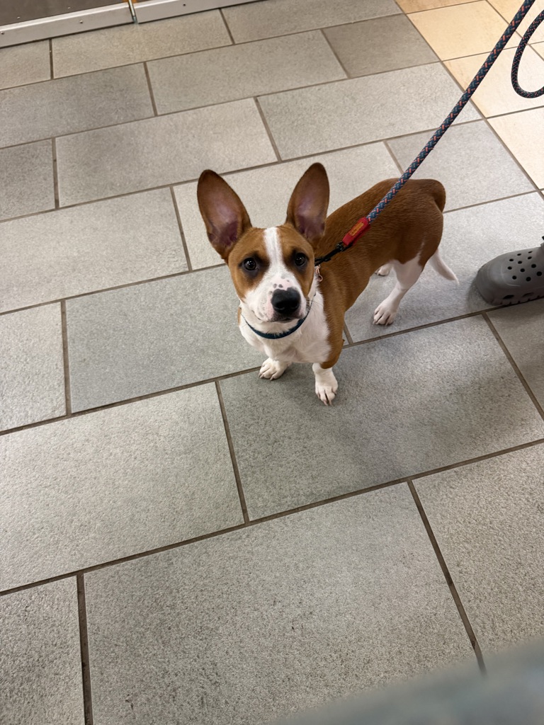 Shelter Stray Male Dog last seen Maize Ct, VIRGINIA BEACH, VA, 23464, Virginia Beach, VA 23451