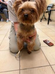 Shelter Stray Male Dog last seen Near S Eagle Avenue, VIRGINIA BEACH, VA, 23453, Virginia Beach, VA 23451