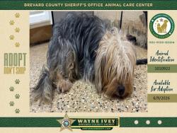 Shelter Stray Female Dog last seen FL, Melbourne, FL 32934