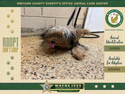 Shelter Stray Male Dog last seen FL, Melbourne, FL 32934