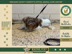 Shelter Stray Female Dog last seen FL, Melbourne, FL 32934