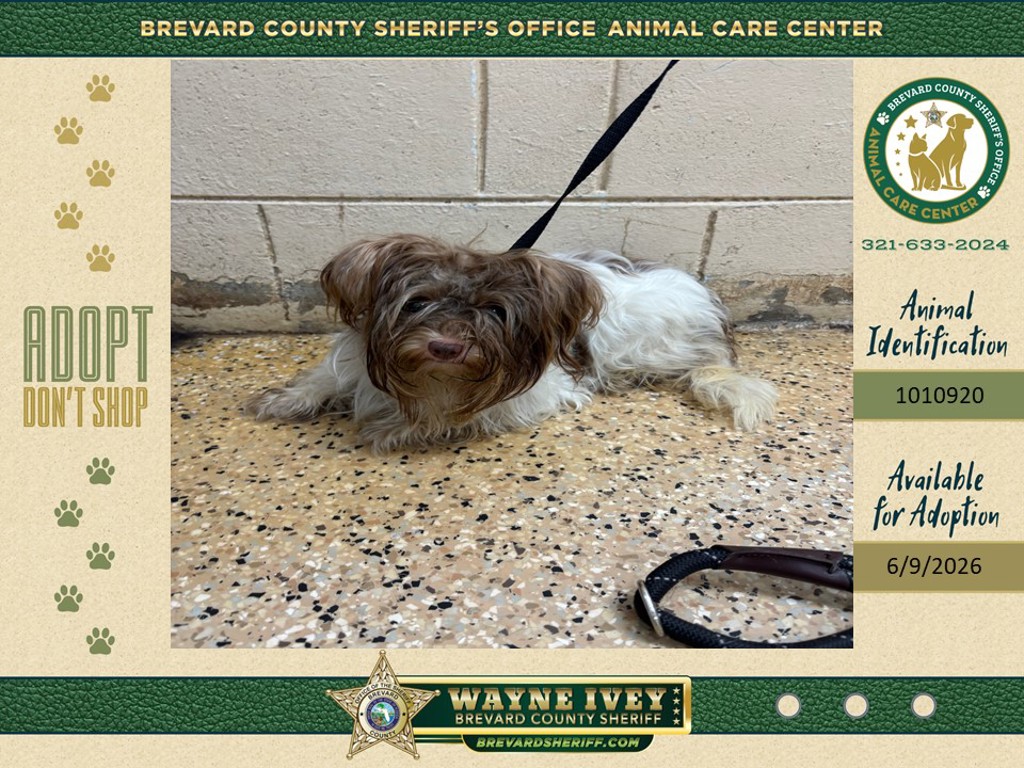 Shelter Stray Female Dog last seen FL, Melbourne, FL 32934