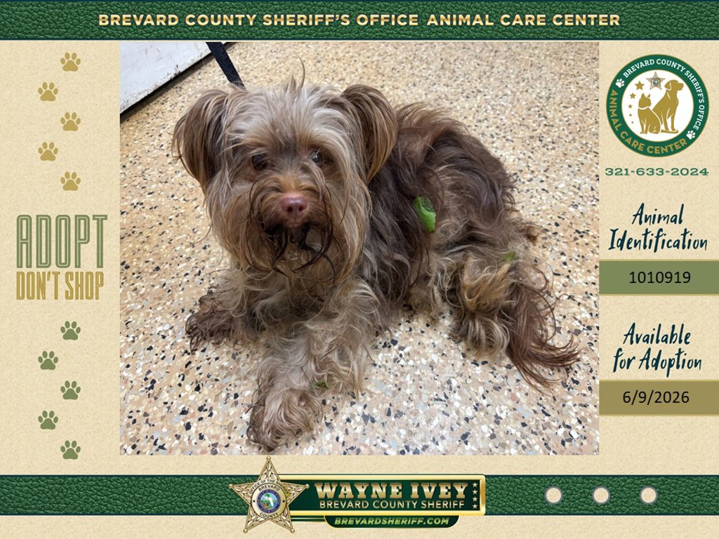 Shelter Stray Male Dog last seen FL, Melbourne, FL 32934