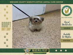 Shelter Stray Male Dog last seen FL, Melbourne, FL 32934