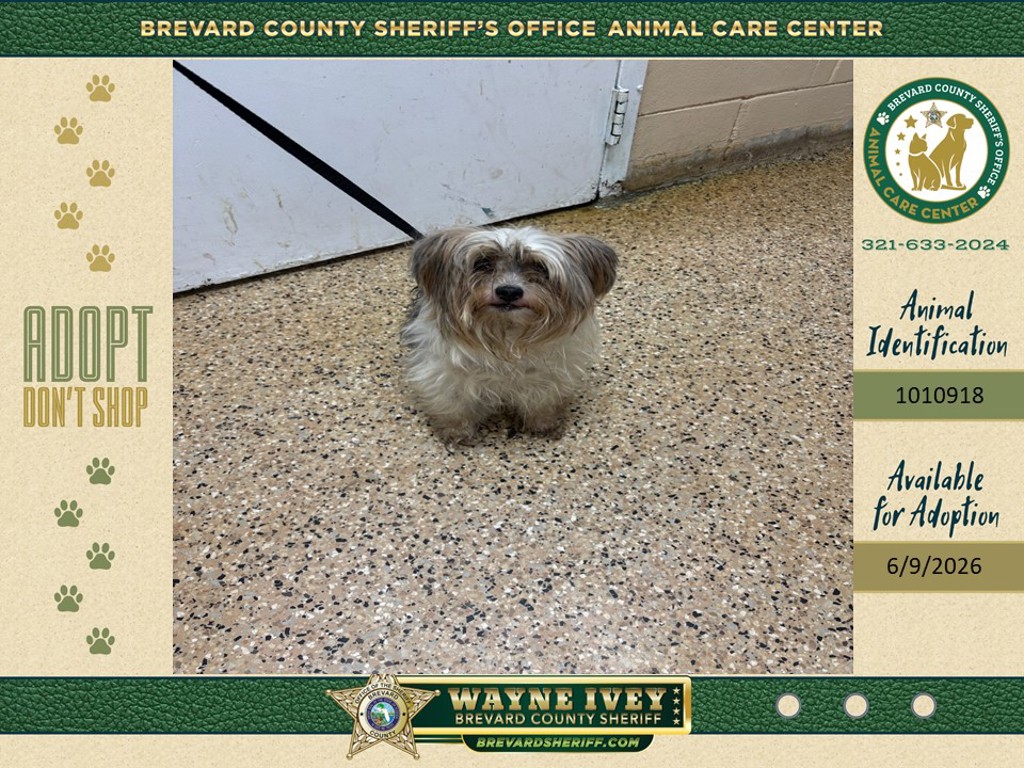 Shelter Stray Male Dog last seen FL, Melbourne, FL 32934