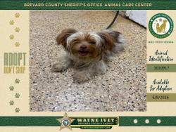Shelter Stray Female Dog last seen FL, Melbourne, FL 32934