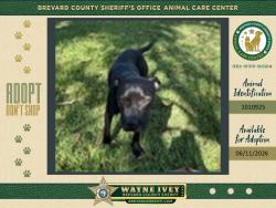 Shelter Stray Male Dog last seen FL, Melbourne, FL 32934