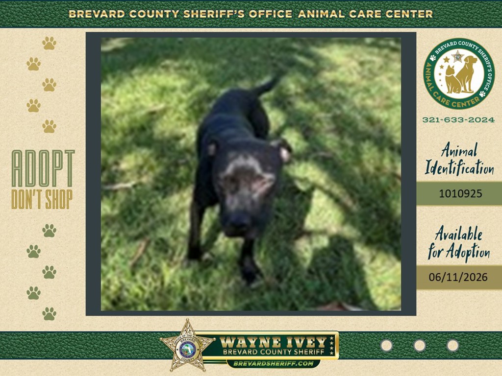 Shelter Stray Male Dog last seen FL, Melbourne, FL 32934
