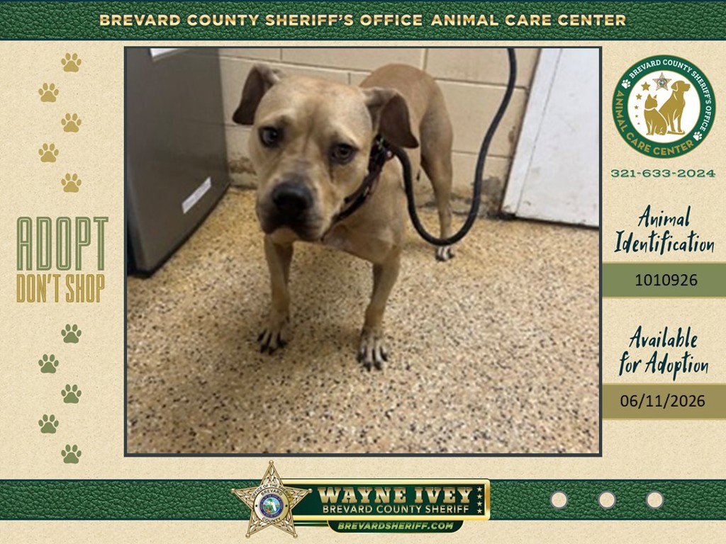Shelter Stray Male Dog last seen FL, Melbourne, FL 32934
