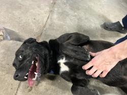 Reunited Female Dog last seen N/A, Atlas, MI 48411