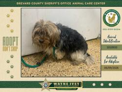 Shelter Stray Unknown Dog last seen FL, Melbourne, FL 32934