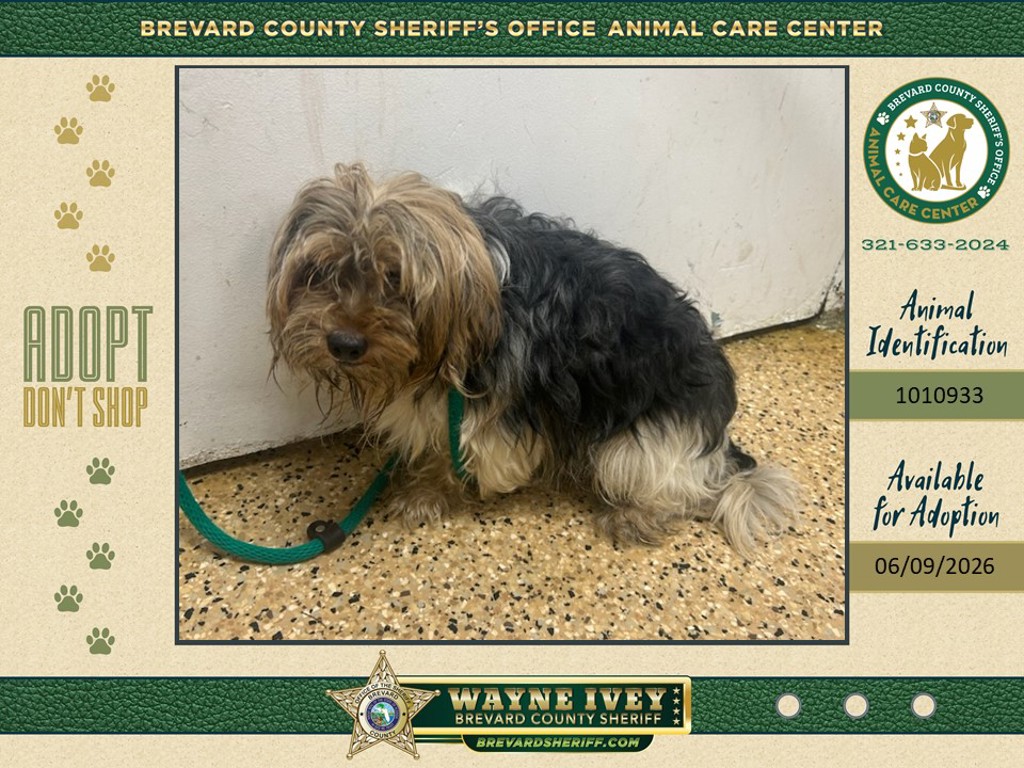 Shelter Stray Unknown Dog last seen FL, Melbourne, FL 32934