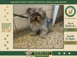 Shelter Stray Unknown Dog last seen FL, Melbourne, FL 32934
