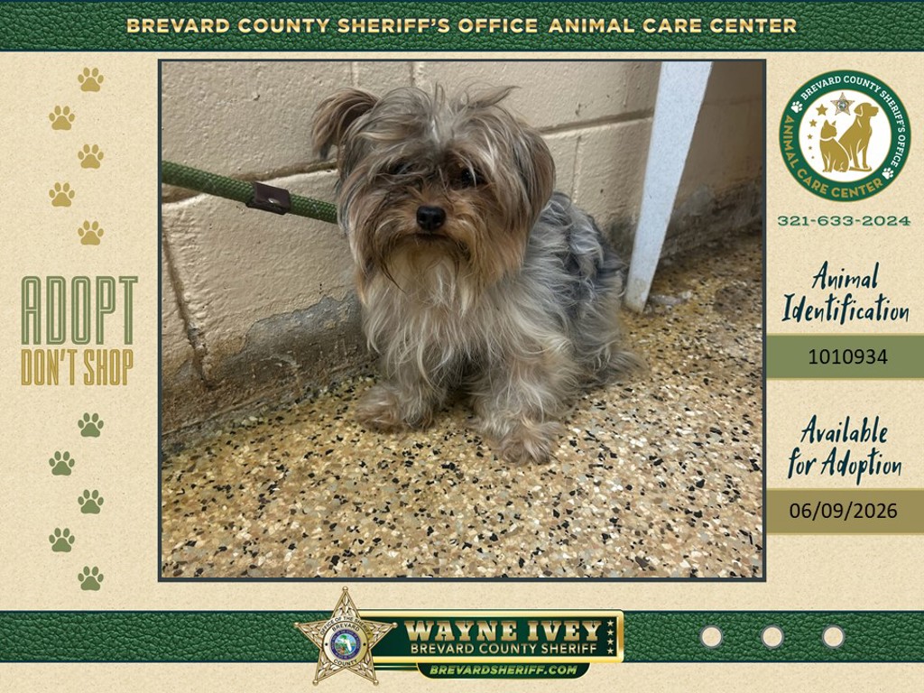 Shelter Stray Unknown Dog last seen FL, Melbourne, FL 32934
