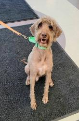 Shelter Stray Male Dog last seen MD, Millersville, MD 21054