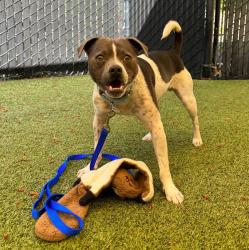 Shelter Stray Male Dog last seen NE Fairgrounds Road, Bremerton, WA, 98310, Silverdale, WA 98383