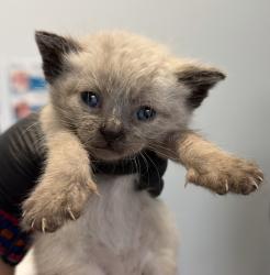 Shelter Stray Female Cat last seen Rancho Carmel Drive, San Diego, CA, 92128, San Diego, CA 92110