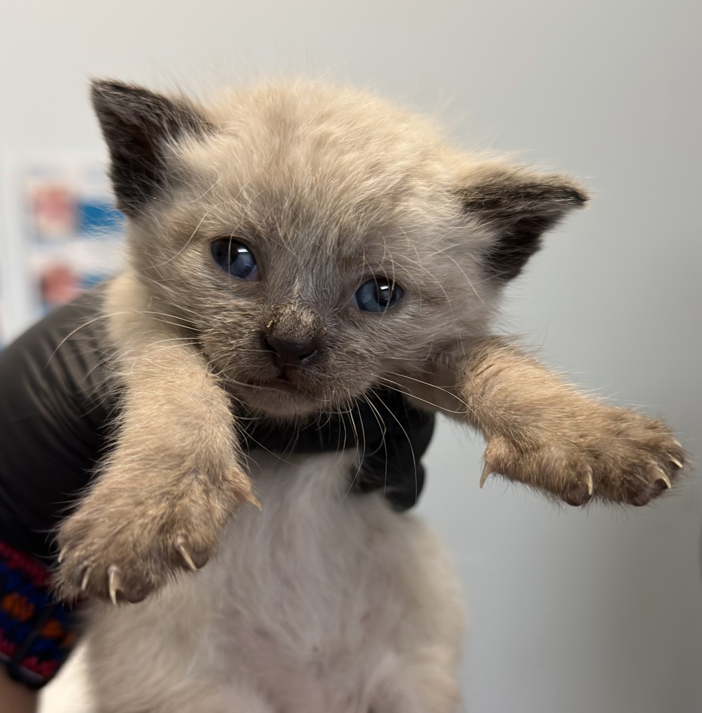 Shelter Stray Female Cat last seen Rancho Carmel Drive, San Diego, CA, 92128, San Diego, CA 92110