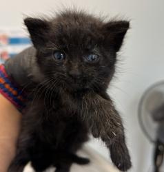Shelter Stray Male Cat last seen Rancho Carmel Drive, San Diego, CA, 92128, San Diego, CA 92110
