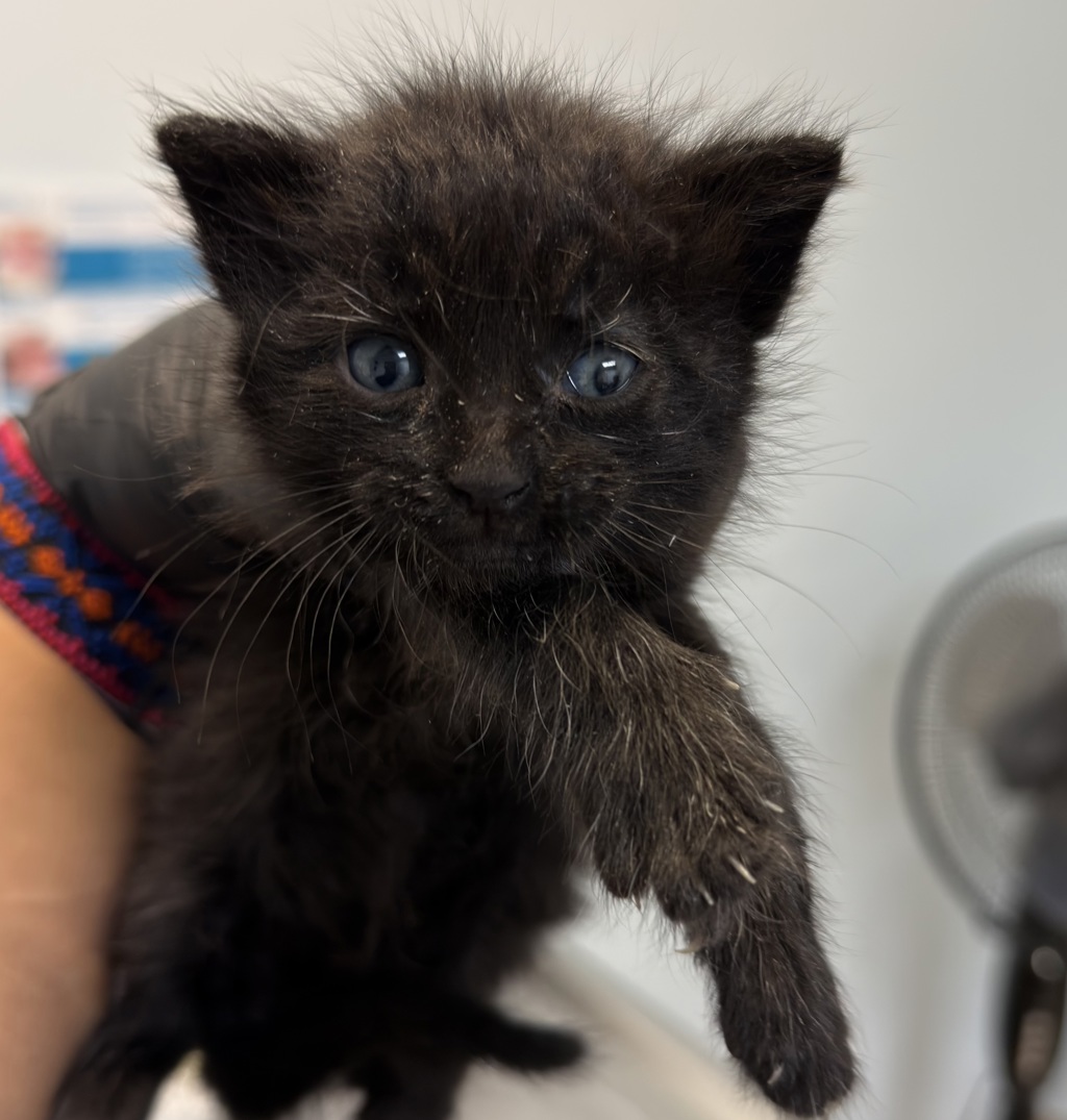 Shelter Stray Male Cat last seen Rancho Carmel Drive, San Diego, CA, 92128, San Diego, CA 92110
