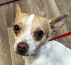 Shelter Stray Male Dog last seen Near Acari Street, San Diego, CA, 92111, 5500 Gaines St, San Diego, CA 92110, USA