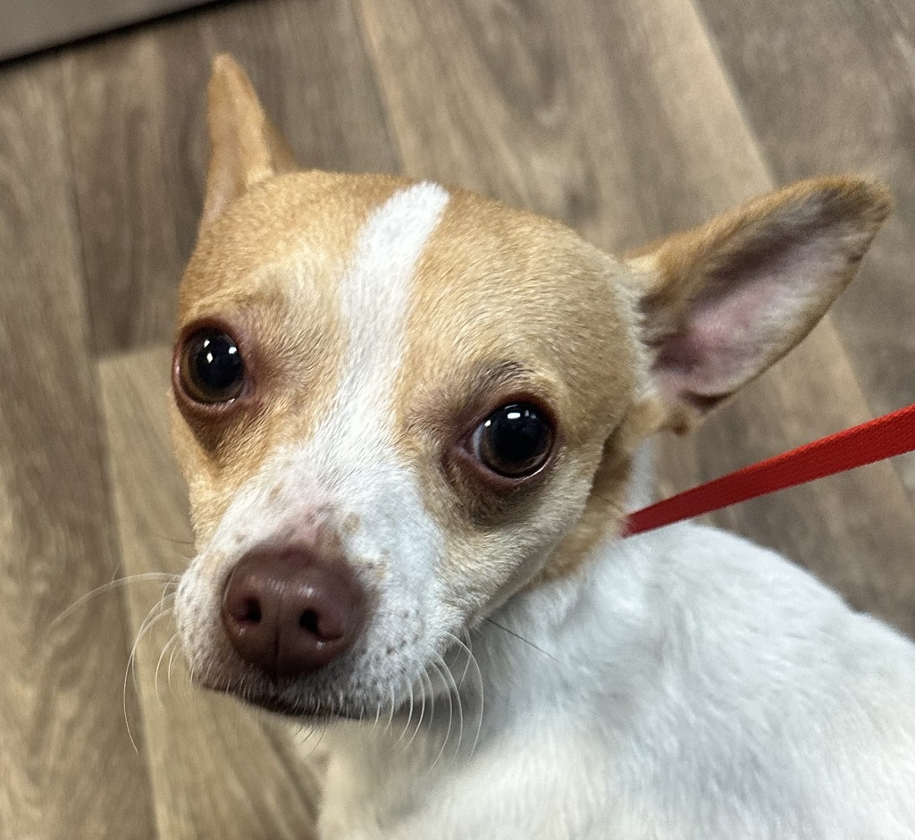 Shelter Stray Male Dog last seen Near Acari Street, San Diego, CA, 92111, 5500 Gaines St, San Diego, CA 92110, USA