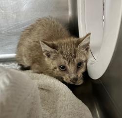 Shelter Stray Male Cat last seen Near Via Bandita, Oceanside, CA, 92057, Oceanside, CA 92058