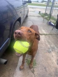 Found/Stray Male Dog last seen In front of train tracks, Houston, TX 77076