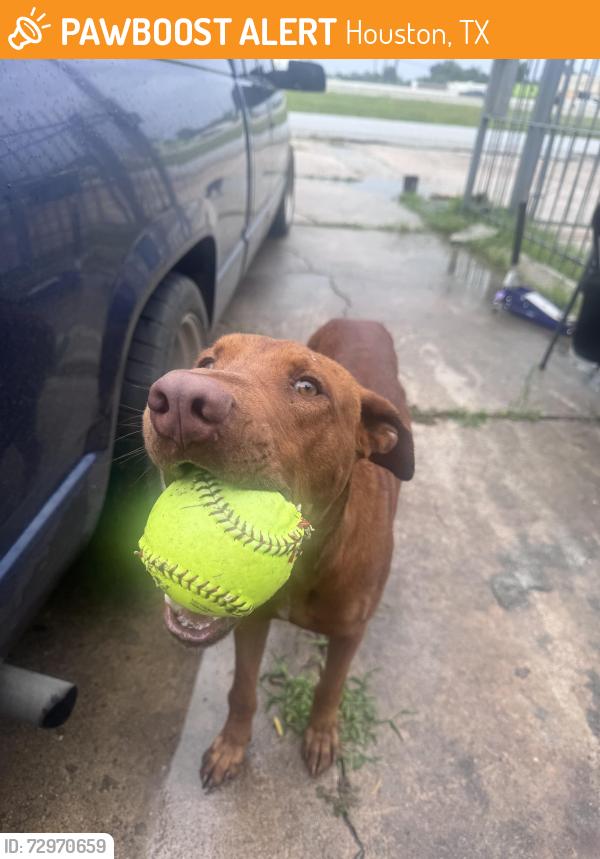 Found/Stray Male Dog last seen In front of train tracks, Houston, TX 77076