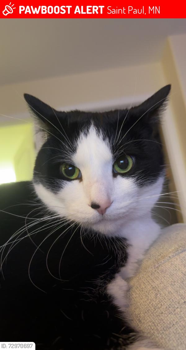 Lost Male Cat last seen Lombard and Milton, Saint Paul, MN 55105