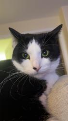 Lost Male Cat last seen Lombard and Milton, Saint Paul, MN 55105