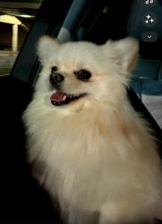 Lost Female Dog last seen 342, Balsam Ridge Dr, Ocoee, FL 34761
