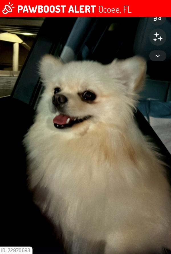 Lost Female Dog last seen 342, Balsam Ridge Dr, Ocoee, FL 34761