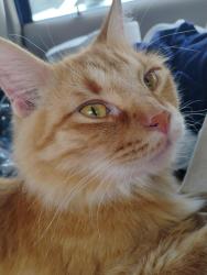 Reunited Male Cat last seen 86th st and ainsworth, Tacoma, WA 98444