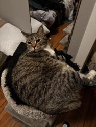Lost Male Cat last seen 29th st and 39th ave s, Minneapolis, MN 55406