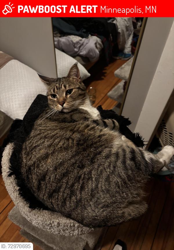 Lost Male Cat last seen 29th st and 39th ave s, Minneapolis, MN 55406