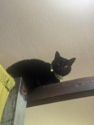 Lost Female Cat last seen Farrington’s district , Terre Haute, IN 47802