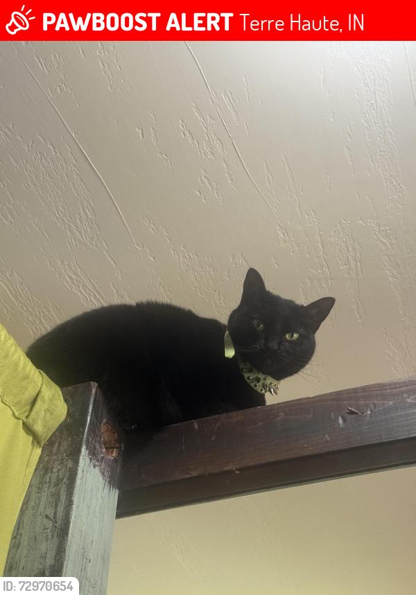 Lost Female Cat last seen Farrington’s district , Terre Haute, IN 47802