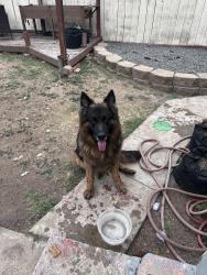 Found/Stray Male Dog last seen Near and university , San Diego, CA 92104