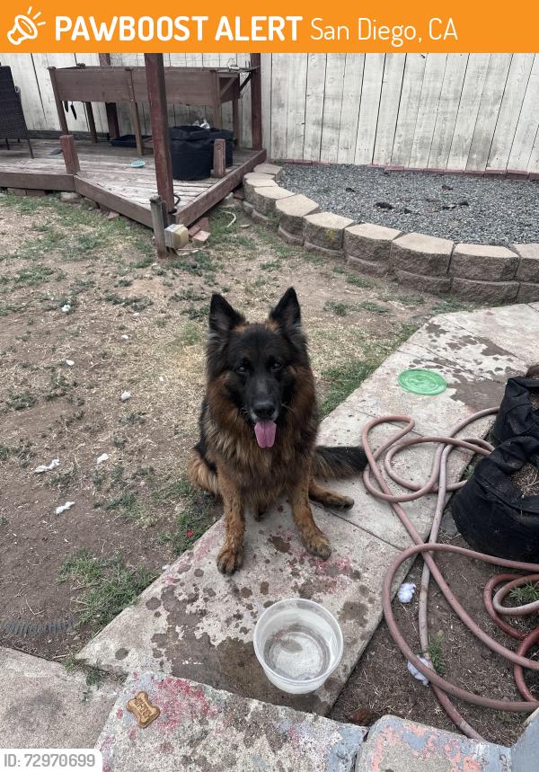 Found/Stray Male Dog last seen Near and university , San Diego, CA 92104