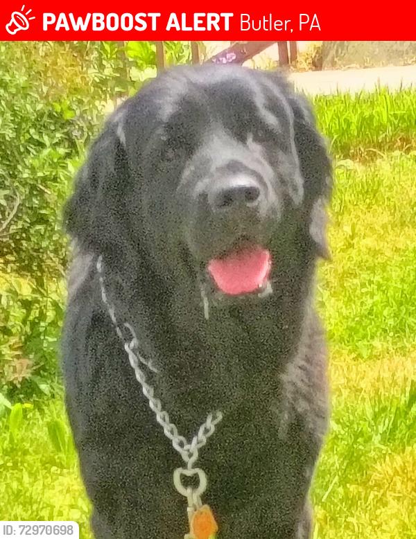 Lost Female Dog last seen Cunningham Street , Butler, PA 16001