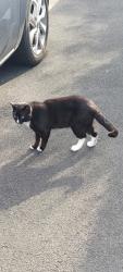 Lost Male Cat last seen River ribble , Lancashire, England PR1 8ER