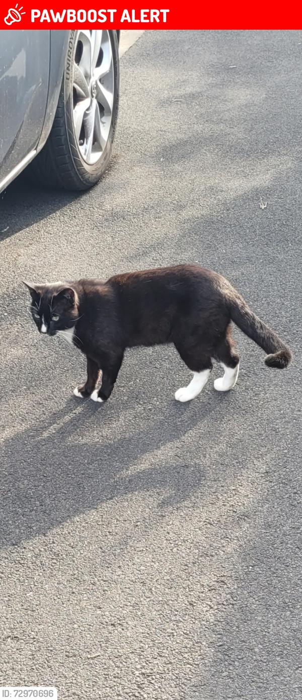 Lost Male Cat last seen River ribble , Lancashire, England PR1 8ER