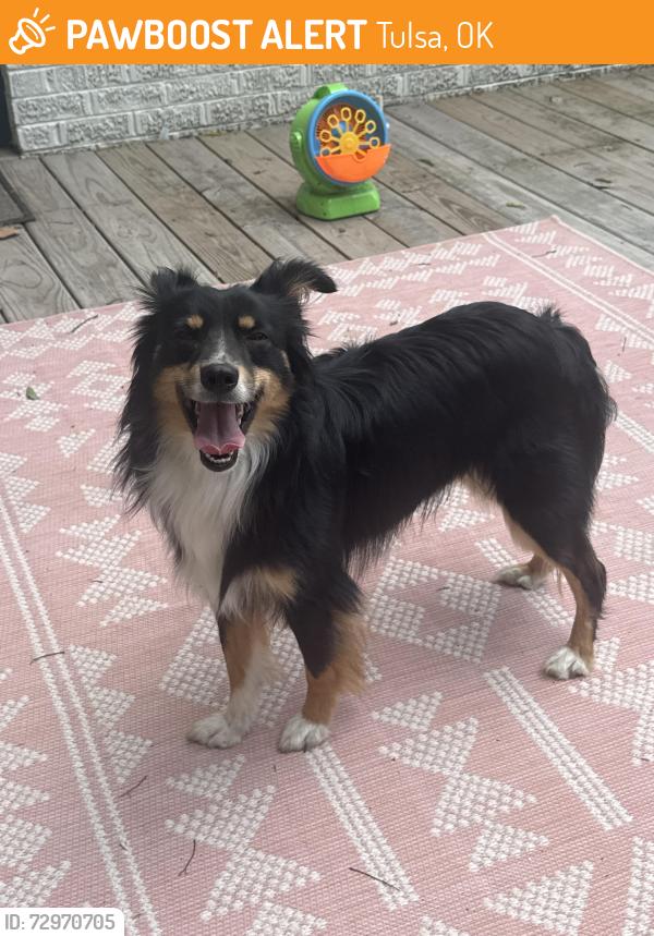 Found/Stray Unknown Dog last seen 22nd St and Colombia, Tulsa, OK 74114