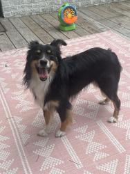 Found/Stray Unknown Dog last seen 22nd St and Colombia, Tulsa, OK 74114