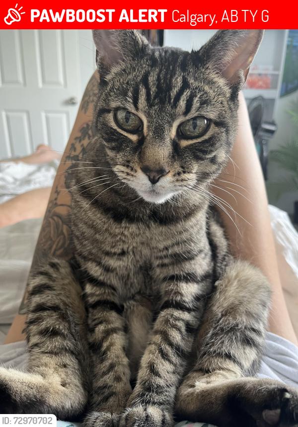 Lost Male Cat last seen Near Shawnessy, Calgary, AB T2Y 3G2