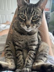 Lost Male Cat last seen Near Shawnessy, Calgary, AB T2Y 3G2