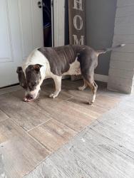 Found/Stray Female Dog last seen Heron and 22nd lane, McAllen, TX 78504